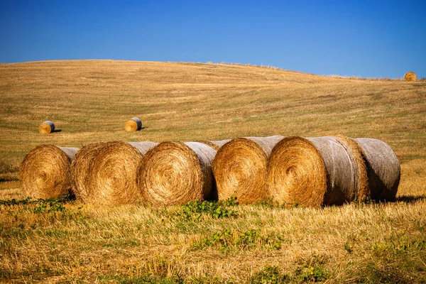 emekli okuma gazete pienza, Toskana, İtalya