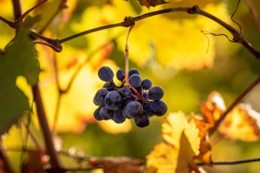 Kırmızı üzüm bölgedeki Monferrato, İtalya güneş ayarı. Monferrato Piedmont tarihi coğrafi bir bölgedir. Tepelik doğanın neredeyse sadece kendi topraklarında. Monferrato Unesco miras parçası haline gelmiştir ve kendi topraklarında pr için ünlüdür