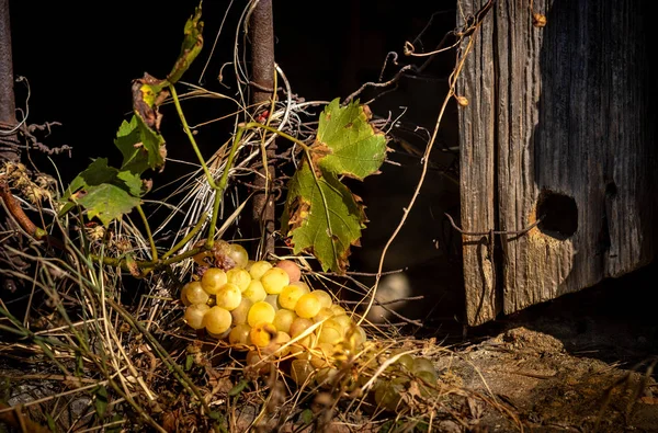 Vista de racimos de uva en el alféizar más antiguo en octubre —  Fotos de Stock
