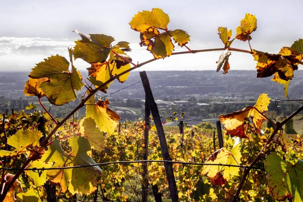 Monferrato Piedmont tarihi coğrafi bir bölgedir. Tepelik doğanın neredeyse sadece kendi topraklarında. Monferrato Unesco miras parçası haline gelmiştir ve kendi topraklarında onun ünlü şarap üretimi için ünlüdür.