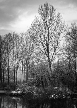 Piedmont'ta kış ağaçlar yansımaları ile kar