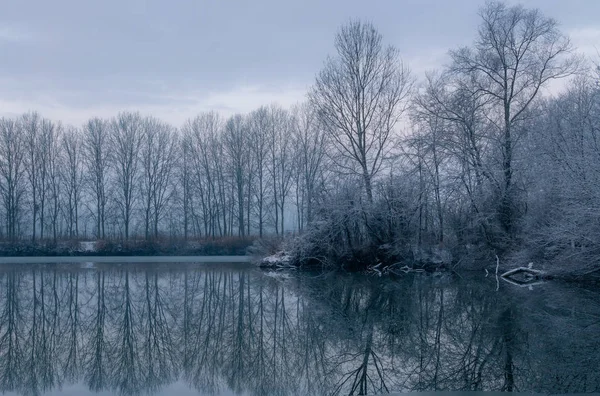 Árvores Inverno Reflexões Com Neve Piemonte — Fotografia de Stock