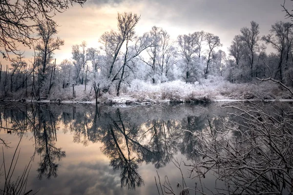 Árvores Inverno Reflexões Com Neve Piemonte — Fotografia de Stock