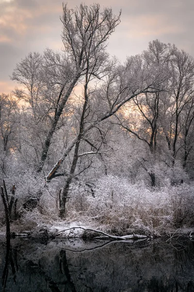 Árvores Inverno Reflexões Com Neve Piemonte — Fotografia de Stock