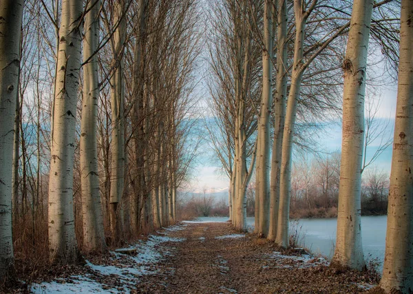 Árvores Inverno Reflexões Com Neve Piemonte — Fotografia de Stock