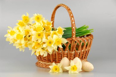 Nergis sepeti, Paskalya yumurtaları sepeti, Bahar sarı nergis çiçek yeşil kök beyaz arka plan, kadın veya Anneler gününde izole çuval bezi üzerinde