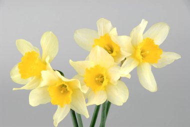 Yakın çekim Paperwhite, yeşil çim alandaki Narcissus papyraceus olarak bilinen beyaz nergis çiçek