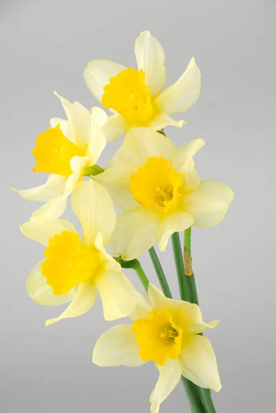 Primo piano di fiori narcisi bianchi, noti come Paperwhite, Narciso papiro nel campo di erba verde — Foto Stock