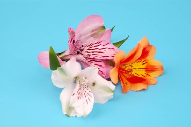 yumuşak odak çiçek arka plan kopya alanı ile. objektif-bebek ve makro lens ile yapılan.