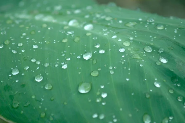 Grönt löv med droppar vatten på nära håll — Stockfoto