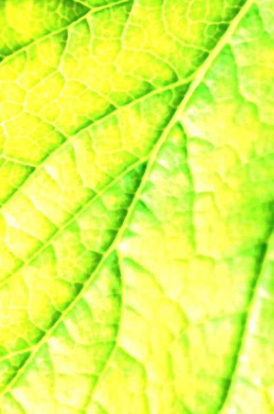 Close up Textura de folha verde — Fotografia de Stock