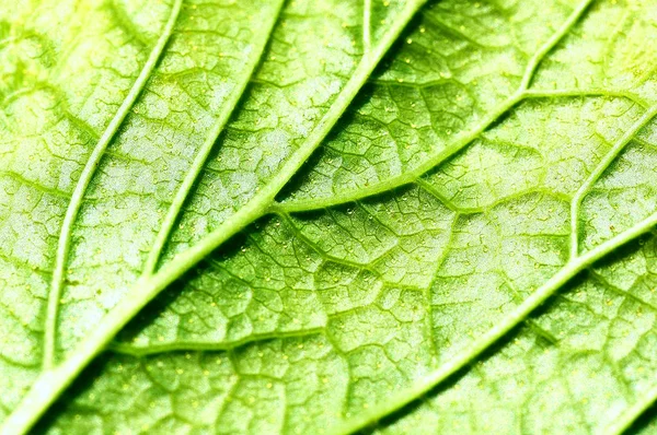 Close up Textura de folha verde — Fotografia de Stock