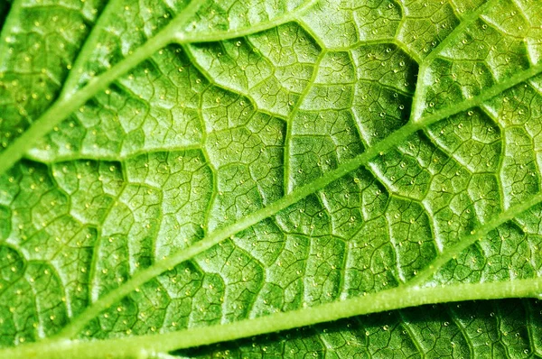 Zavřít zelenou listovou texturu — Stock fotografie
