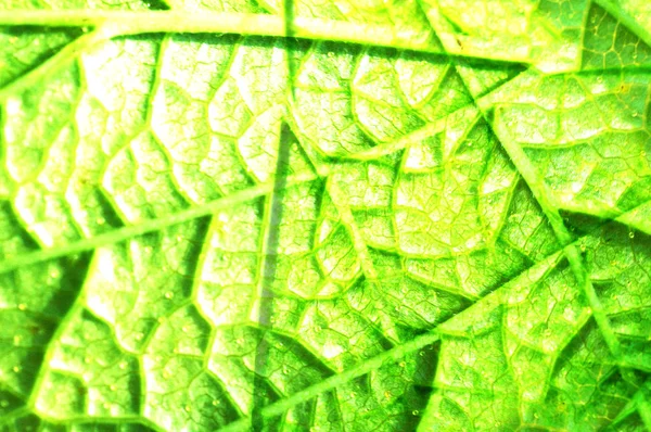 Close up Textura de folha verde — Fotografia de Stock