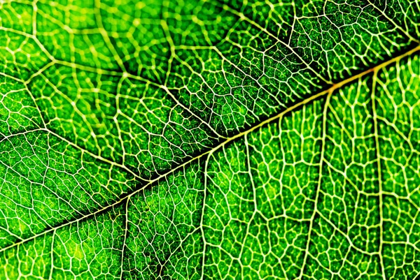 Close up green leaf texture — Stock Photo, Image