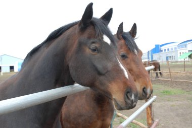 Güzel defne at, aygır. Çit