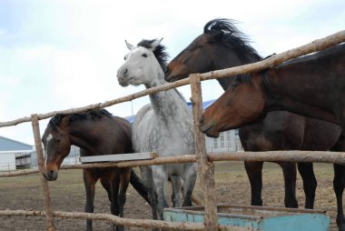 Güzel siyah, beyaz, at damızlık çiftliği. Çit