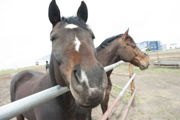 Beautiful bay horses, Stud. Near the fence — Stock Photo, Image