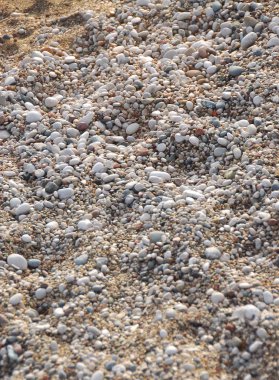 Arka plan doku kum ve deniz kabuklarını yapılmış.