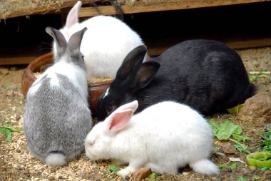 Dört tavşan tavşan dışarıda yemeğe. Tavşan muhafaza