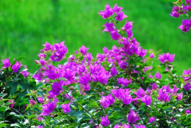 yeşil bir arka plan üzerinde parlak mor çiçekler