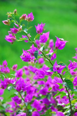 yeşil bir arka plan üzerinde parlak mor çiçekler