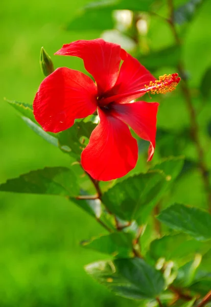 Krásný červený květ na zeleném pozadí. Závod — Stock fotografie