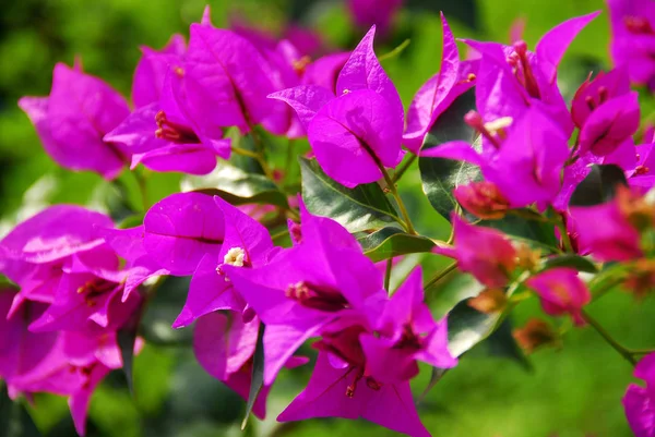 Bright purple flowers on a green background — Stock Photo, Image