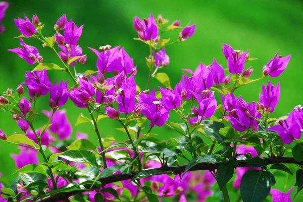 Světle fialové květy na zeleném pozadí — Stock fotografie