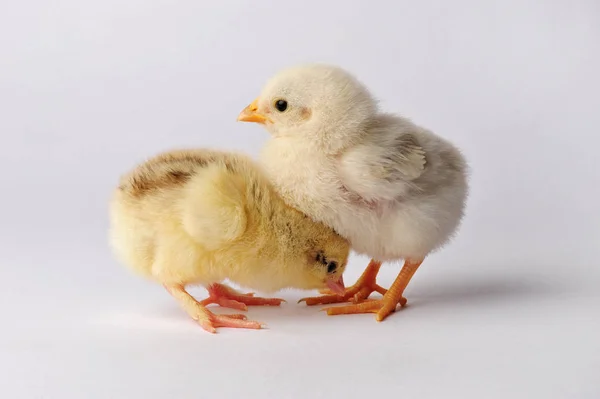 Two cute chicken isolated on a gray background — Stock Photo, Image