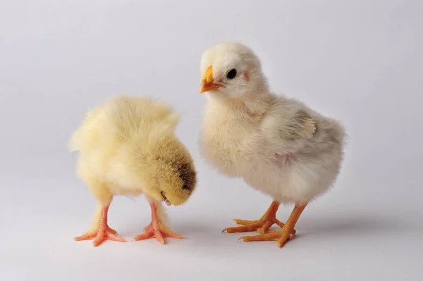 Dos pollos lindos aislados sobre un fondo gris — Foto de Stock