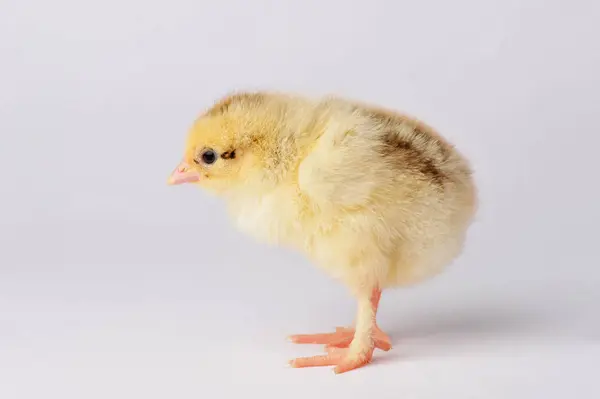 Ładny żółty kurczak na białym tle na szarym tle — Zdjęcie stockowe