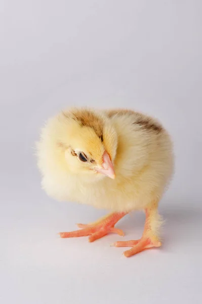 Schattige gele kip geïsoleerd op een grijze achtergrond — Stockfoto