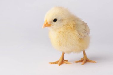 Gri bir arka plan üzerinde izole sarı sevimli tavuk