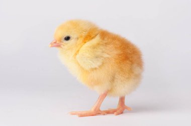 Gri bir arka plan üzerinde izole sarı sevimli tavuk