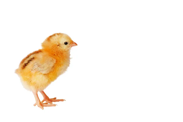 Schattige gele kip op een witte achtergrond. Plaats voor inscriptie — Stockfoto