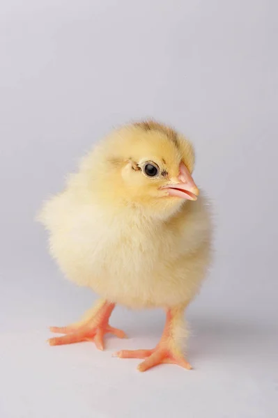 Cute yellow chicken isolated on a gray background — Stock Photo, Image