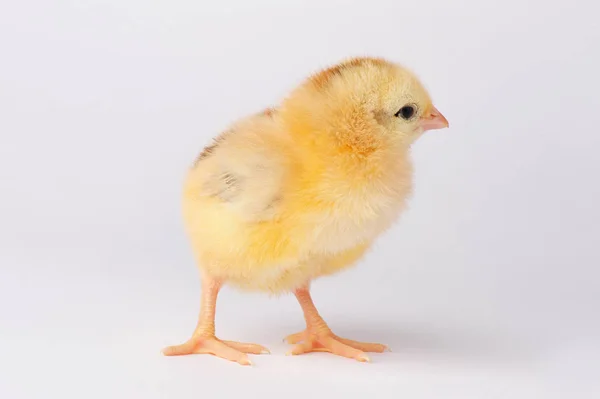 Mignon poulet jaune isolé sur un fond gris — Photo