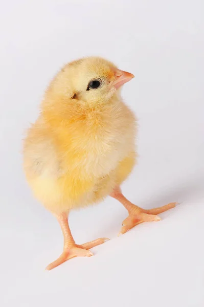 회색 배경에 고립 된 귀여운 노란 닭 — 스톡 사진
