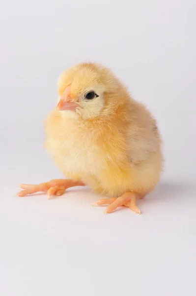 Schattige gele kip geïsoleerd op een grijze achtergrond — Stockfoto