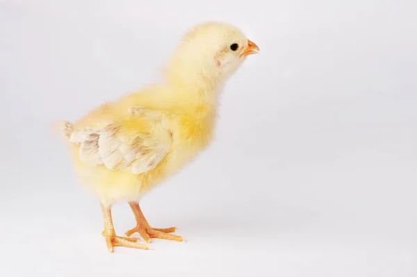 Cute yellow chicken isolated on a gray background — Stock Photo, Image