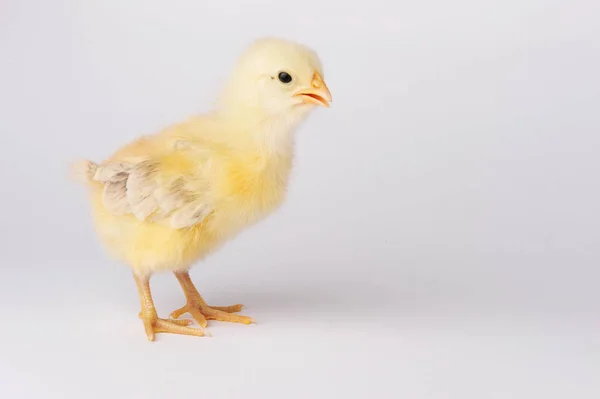 Χαριτωμένο κίτρινο κοτόπουλο που απομονώνονται σε ένα γκρίζο φόντο — Φωτογραφία Αρχείου