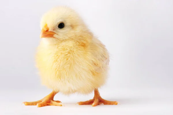 Roztomilé žluté kuře izolovaných na šedém pozadí — Stock fotografie