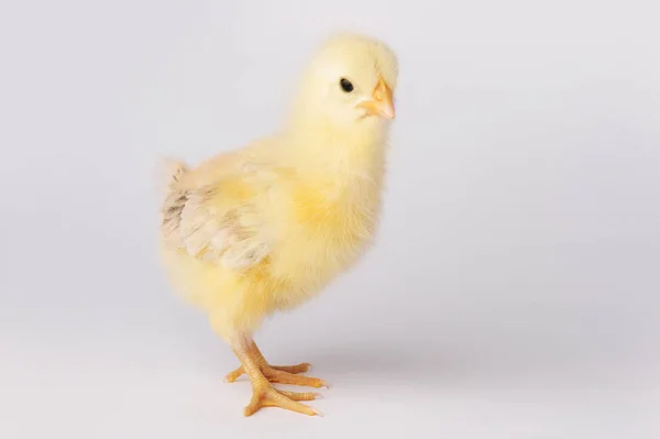 Schattige gele kip geïsoleerd op een grijze achtergrond — Stockfoto