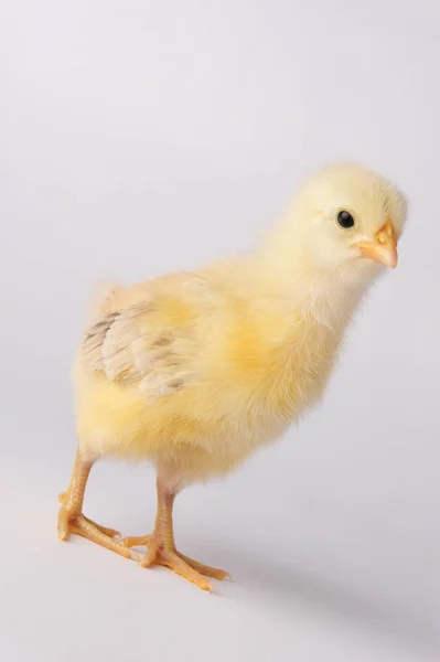 Cute yellow chicken isolated on a gray background — Stock Photo, Image