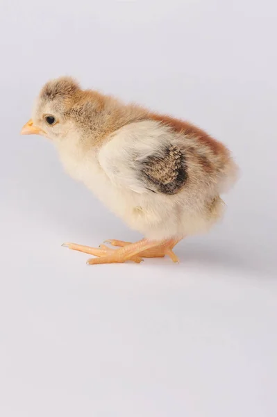 Mignon poulet avec une touffe. Sur un fond gris isolé — Photo