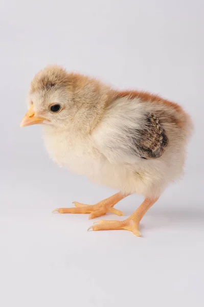 Mignon poulet avec une touffe. Sur un fond gris isolé — Photo