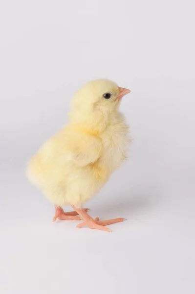 Mignon poulet jaune isolé sur un fond gris — Photo