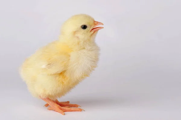 Cute yellow chicken isolated on a gray background — Stock Photo, Image