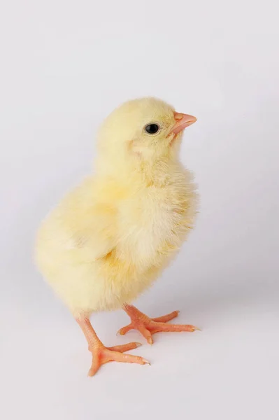 Lindo pollo amarillo aislado sobre un fondo gris — Foto de Stock